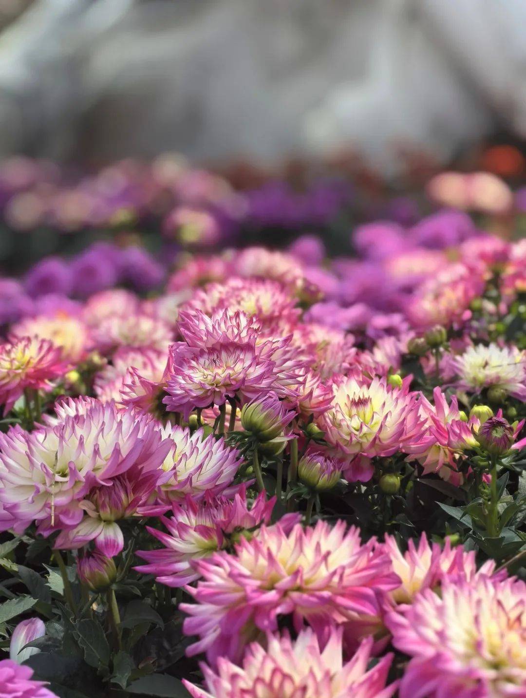 西双版纳热带花卉园:"花团锦簇"人气旺 "花"式造型庆新年_游客_活动