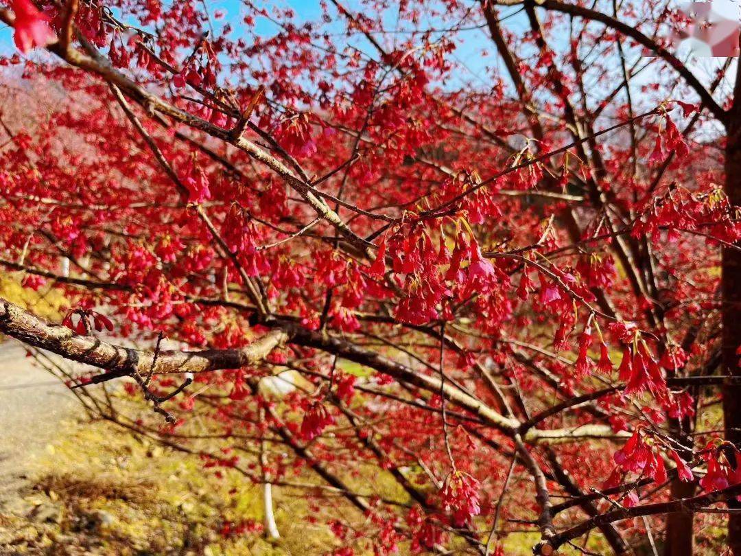 大田屏山樱花迎来盛放期,太美了!_来源_年年_迟日