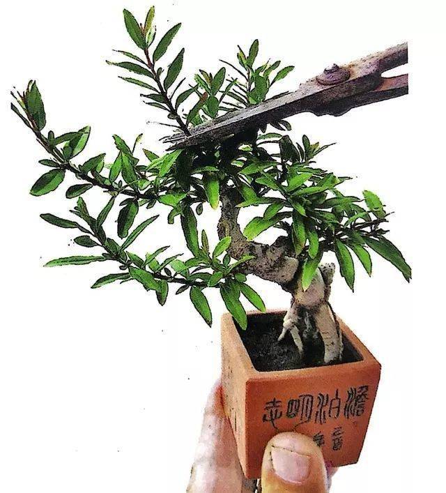 能托在手心的微型盆景,学会修剪3大技能是关键之关键