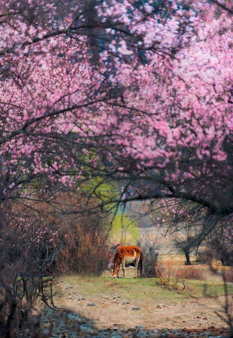 三月桃花若云霞_林芝_波密_雅鲁