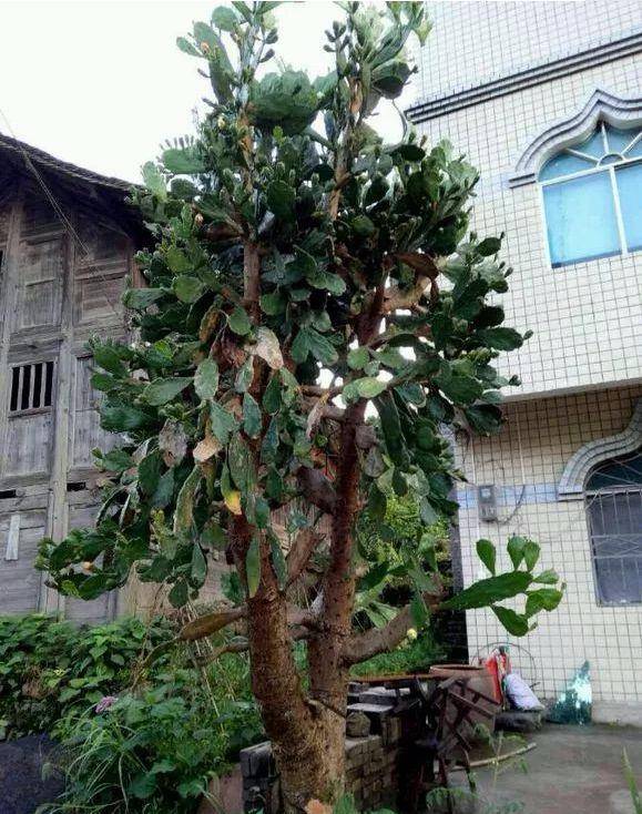 壁纸 盆景 盆栽 树 植物 579_734 竖版 竖屏 手机