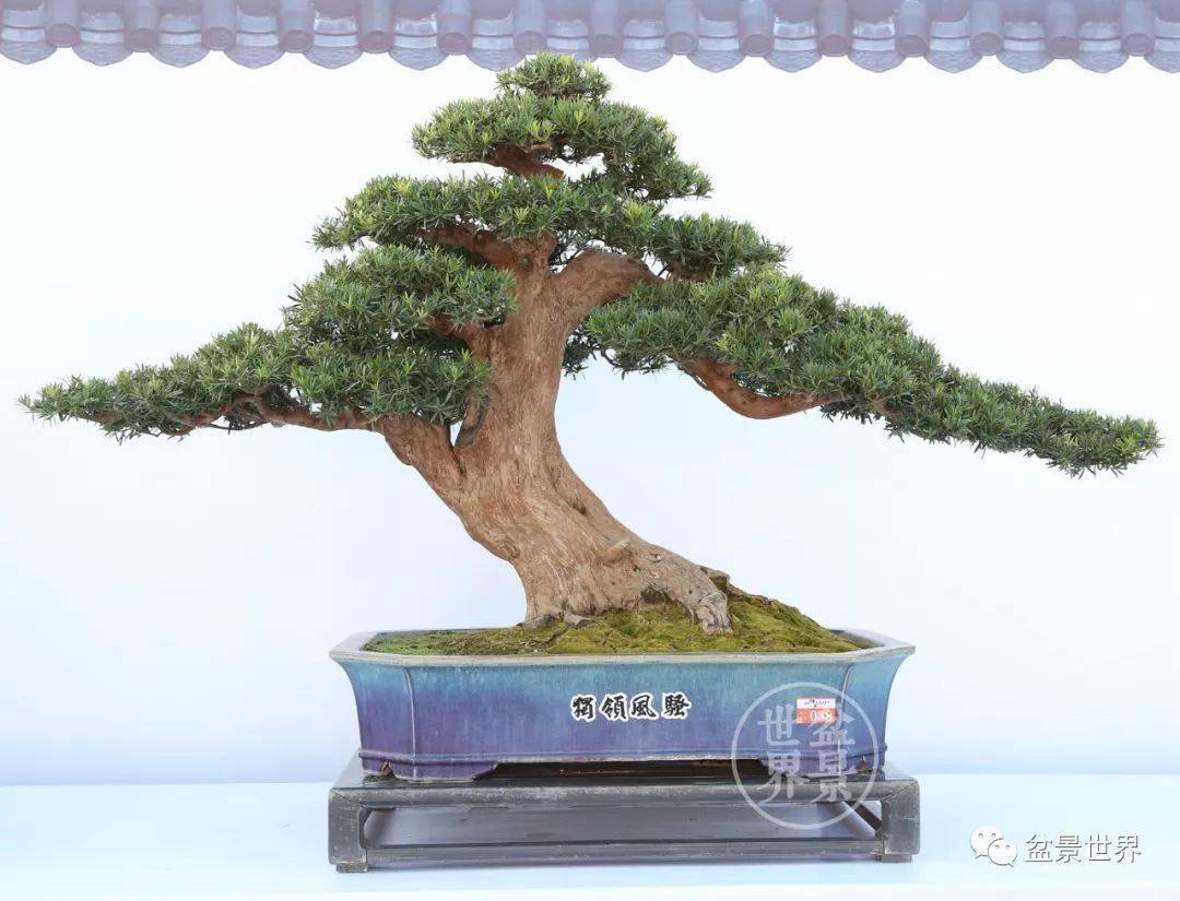 (树高120cm)▲台湾苏义吉作品(罗汉松,树高96cm)▲广东张新华新作《探