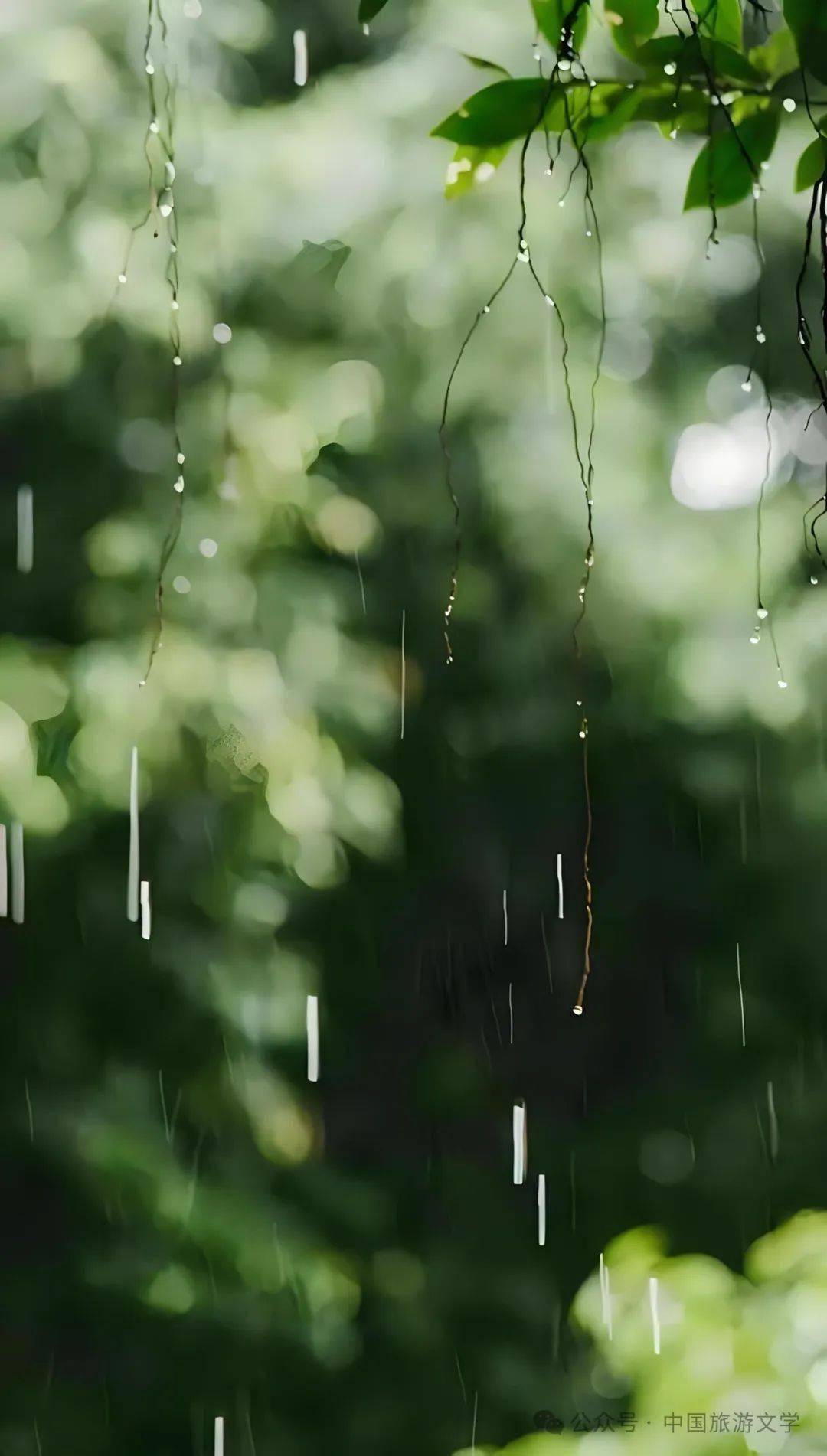 行走丨春雨_心事_人間_心思