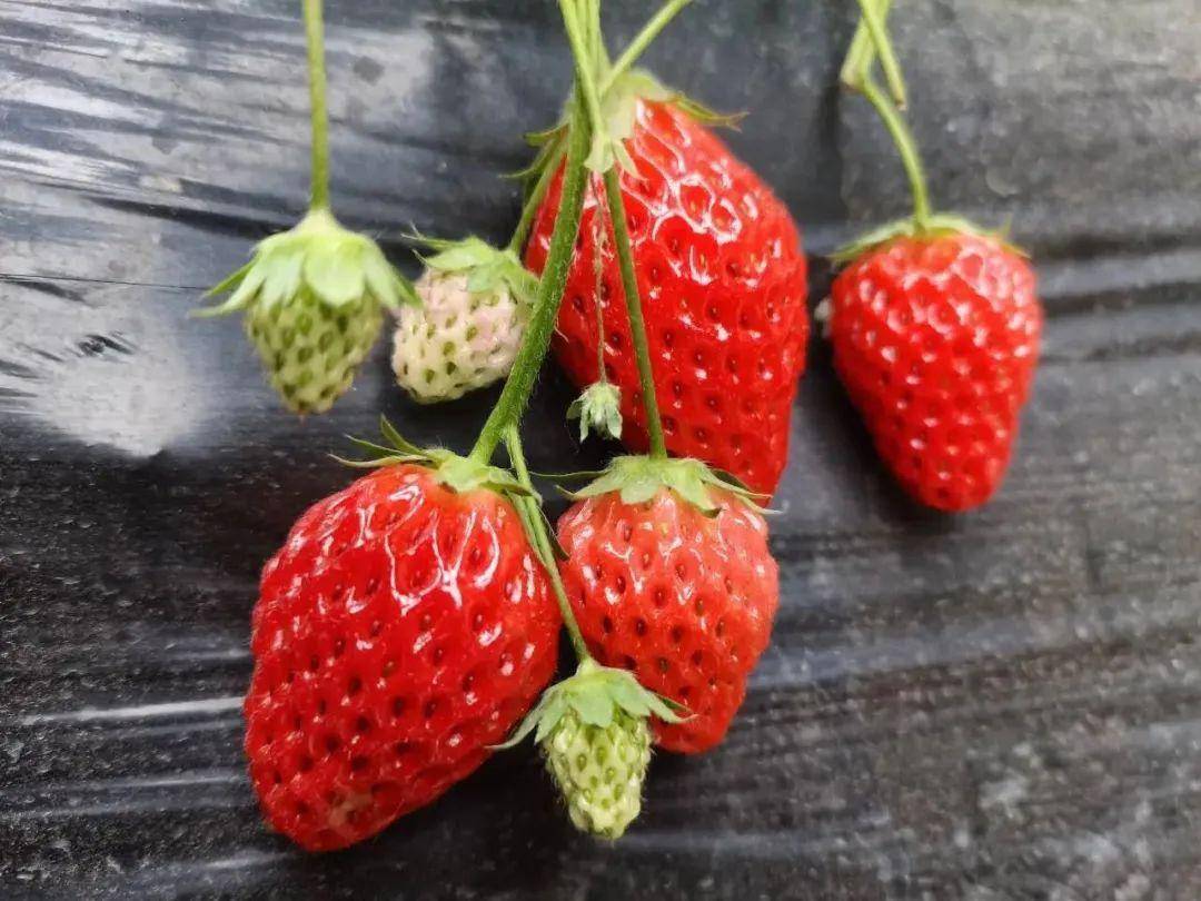 【东湾镇黄河之滨采摘园负责人 张得刚】现在我们草莓品种主要是章姬