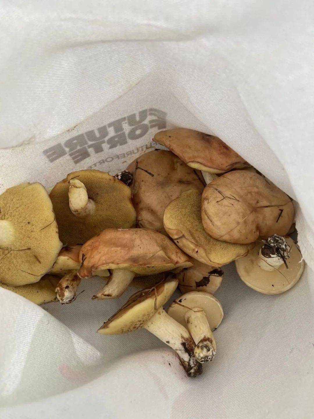 雨后的森林里有很多蘑菇多数是牛肝菌还有一些叫不出名字的毒蘑菇