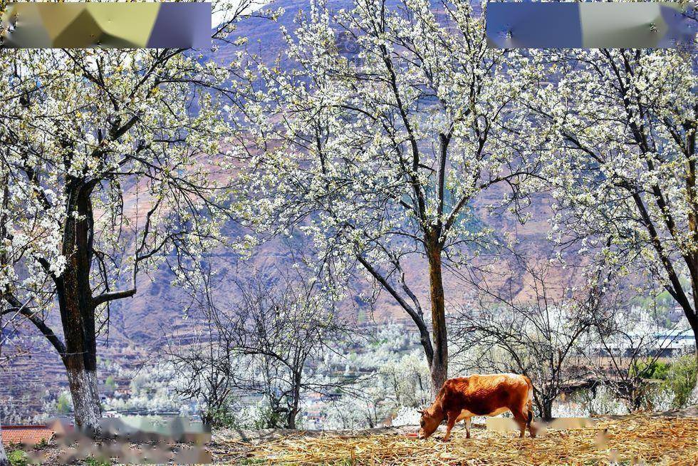 一夜春风醉川西_金川_梨花_梨树