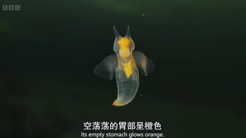 你见过"冰海天使"吗?它生活在北极深海,比人类小拇指还要小.