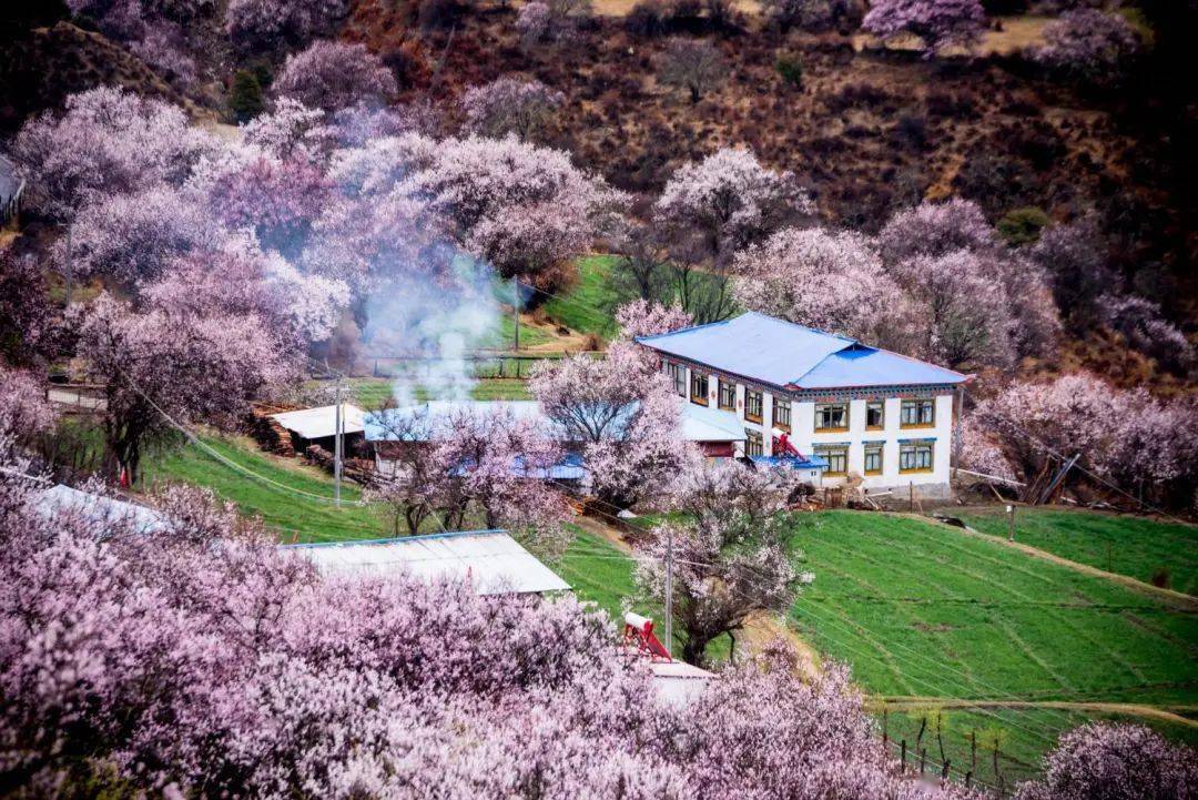 撲面而來的都是桃花香氣,野性恣意綿延30公里的桃花林與雪山冰川相遇