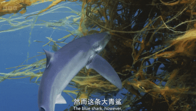 大青鲨软骨粉图片