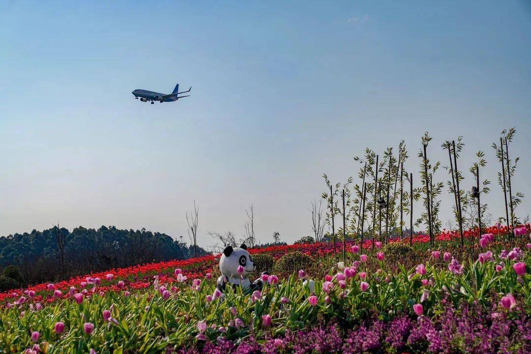 惬意与浪漫尽收眼底千亩花海在阳光下摇曳飞机掠过虞美人等各色花卉