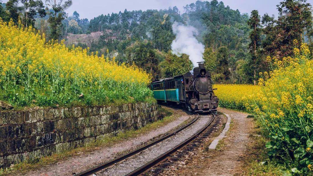 开往春天的嘉阳小火车_生活_犍为_油菜花