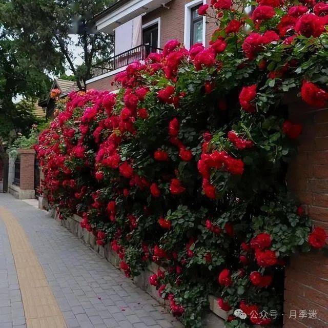 新年种此花,花色鲜艳,香气浓郁,观赏性极高,值得入手