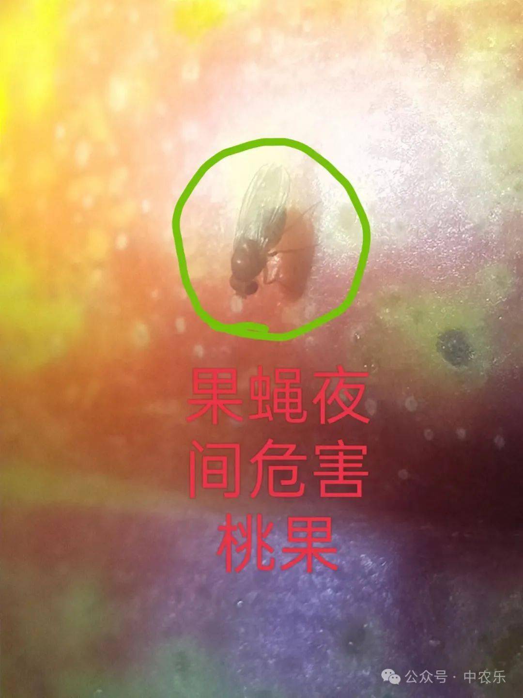 新虫害果蝇危害油桃!