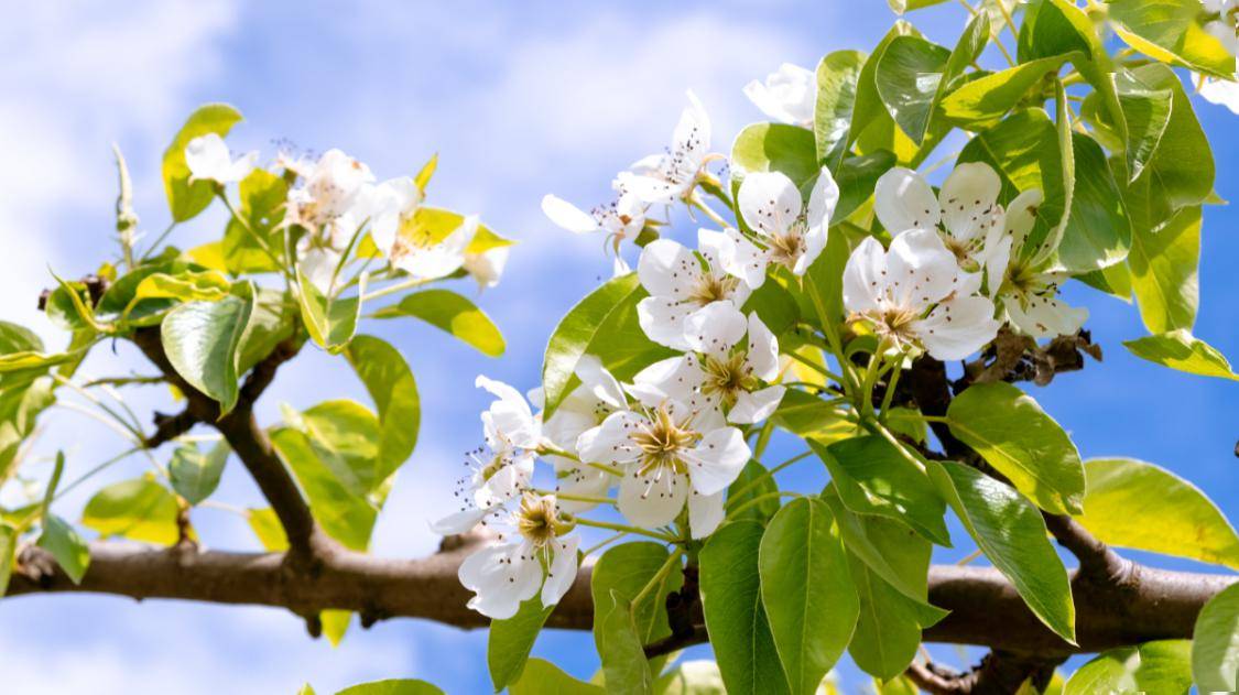 啼鸟有时能劝客,小桃无赖已撩人.梨花也作白头新.