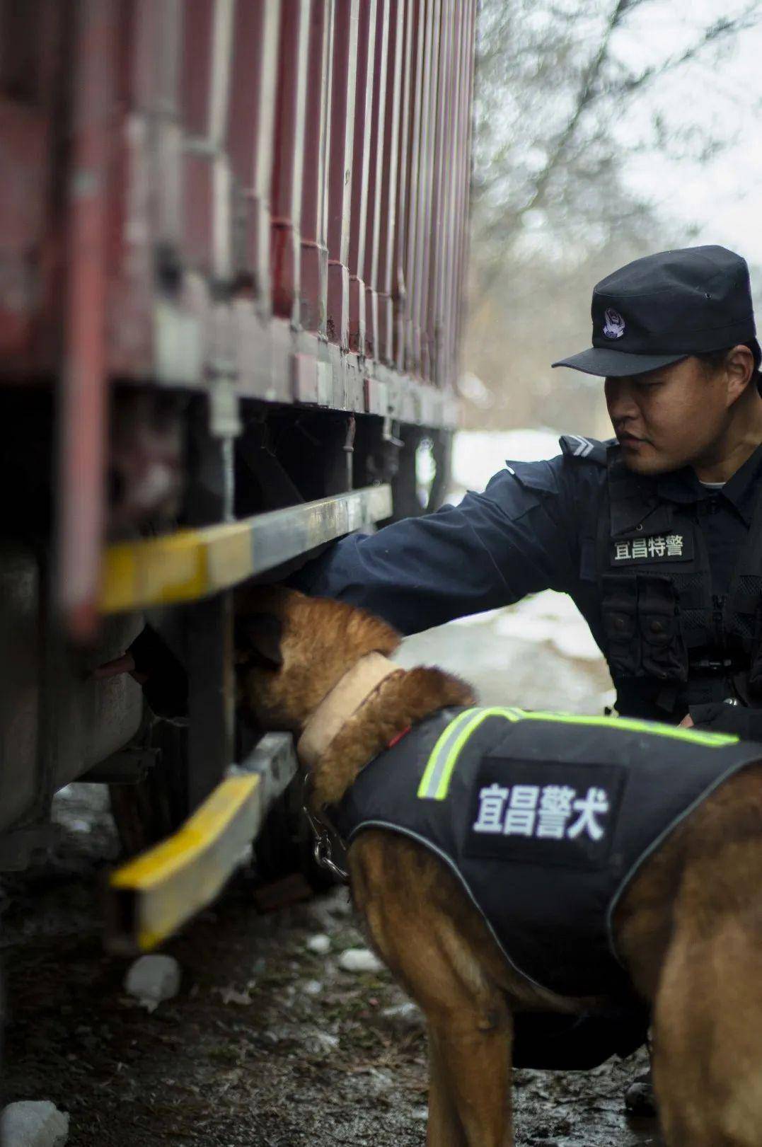 警犬工作图片