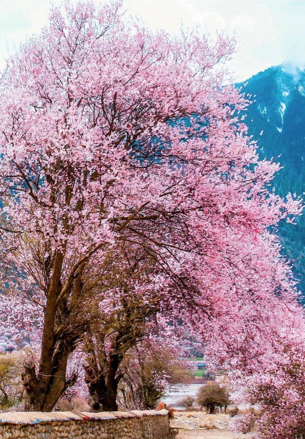 西藏桃花节来啦 最美的春色就在这里 邂逅粉色海洋