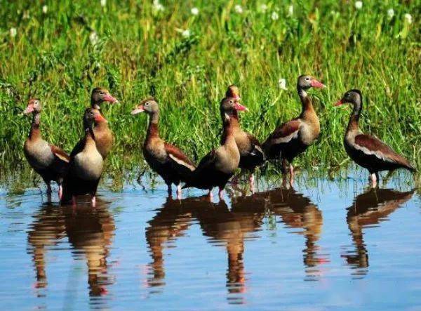 养殖_农村_绿头鸭