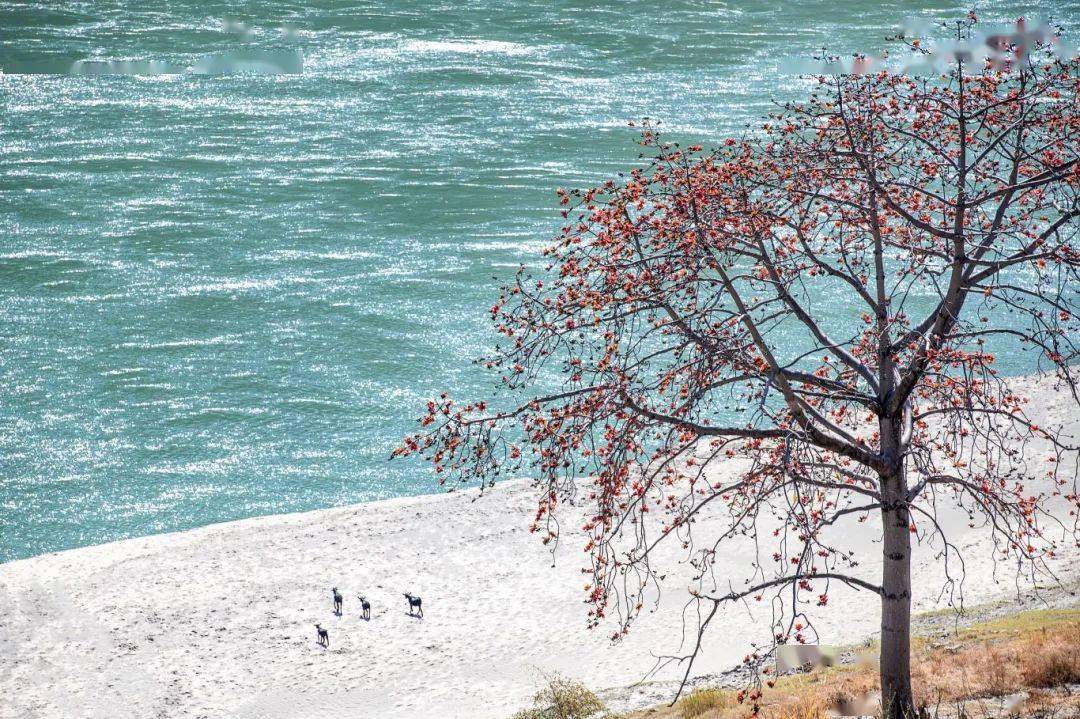 桃花_春风_街道