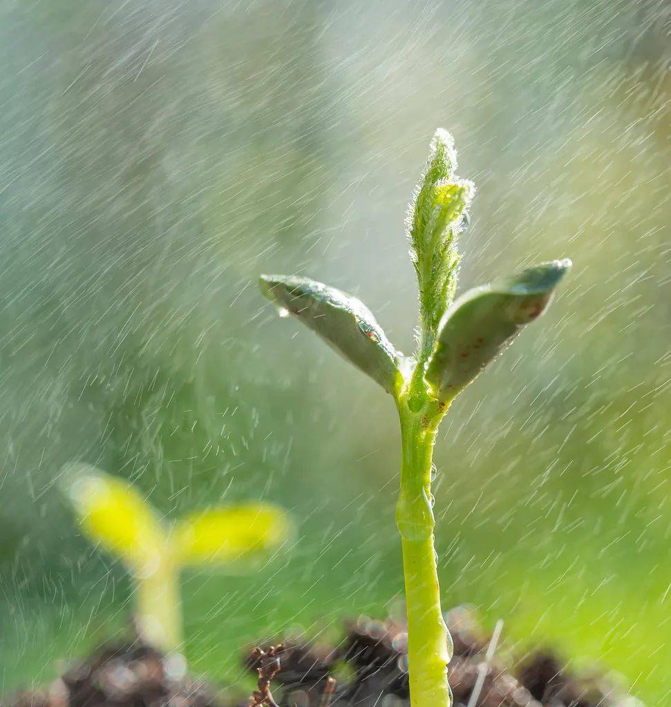 春雨至矣,万物开始萌动东风解冻,温润散而为雨我们迎来雨水节气今天12