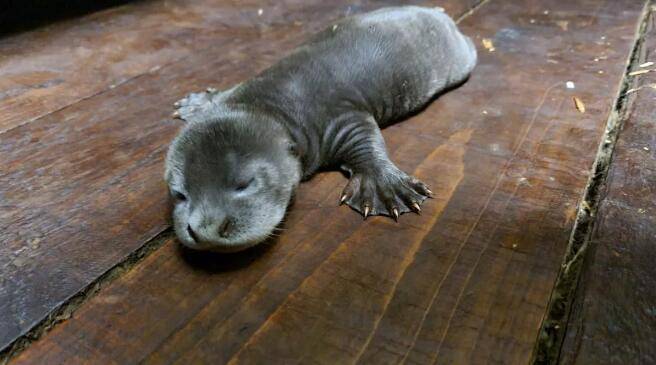 英国约克郡野生动物园迎来巨獭宝宝_水獭_物种_orimar