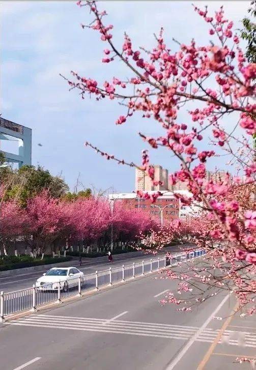 肖家坝大道红梅悄然绽放_苍溪_来源_侵权