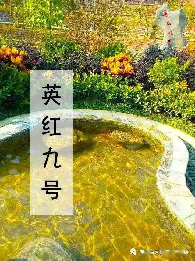 抗氧化作用英德红茶闻名遐迩①英红九号温泉池温泉大家泡过很多啦但 