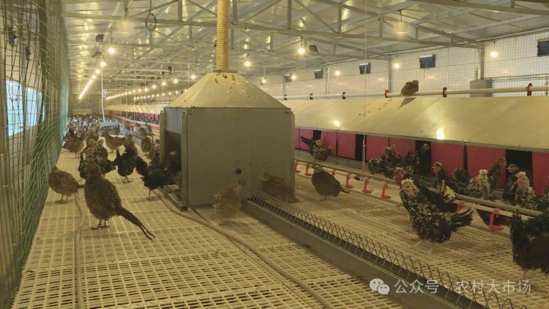 2024雉鸡又名野鸡,七彩山鸡等,集肉用,观赏和药用于一身的名贵野味