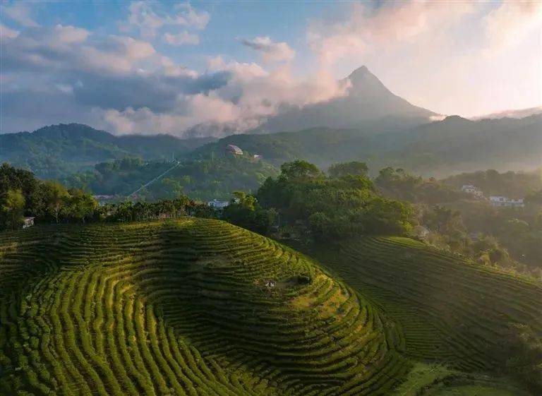 水满乡_五指山_茶园
