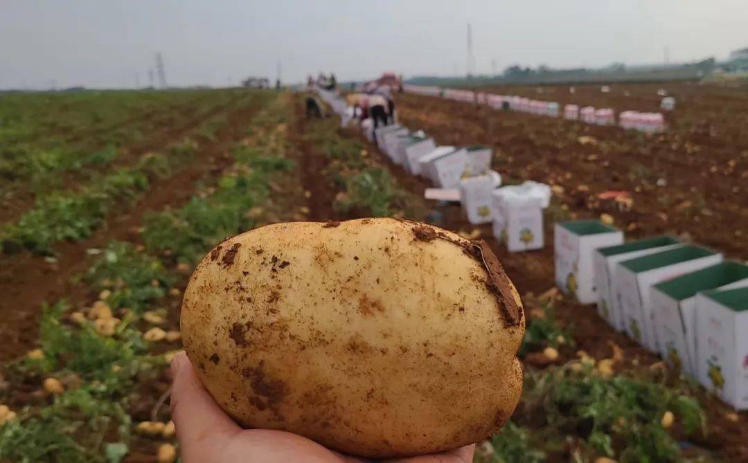 2元/斤,亩产超7000元,一亩田湛江"沃众田"马铃薯基地丰收进行时_种植