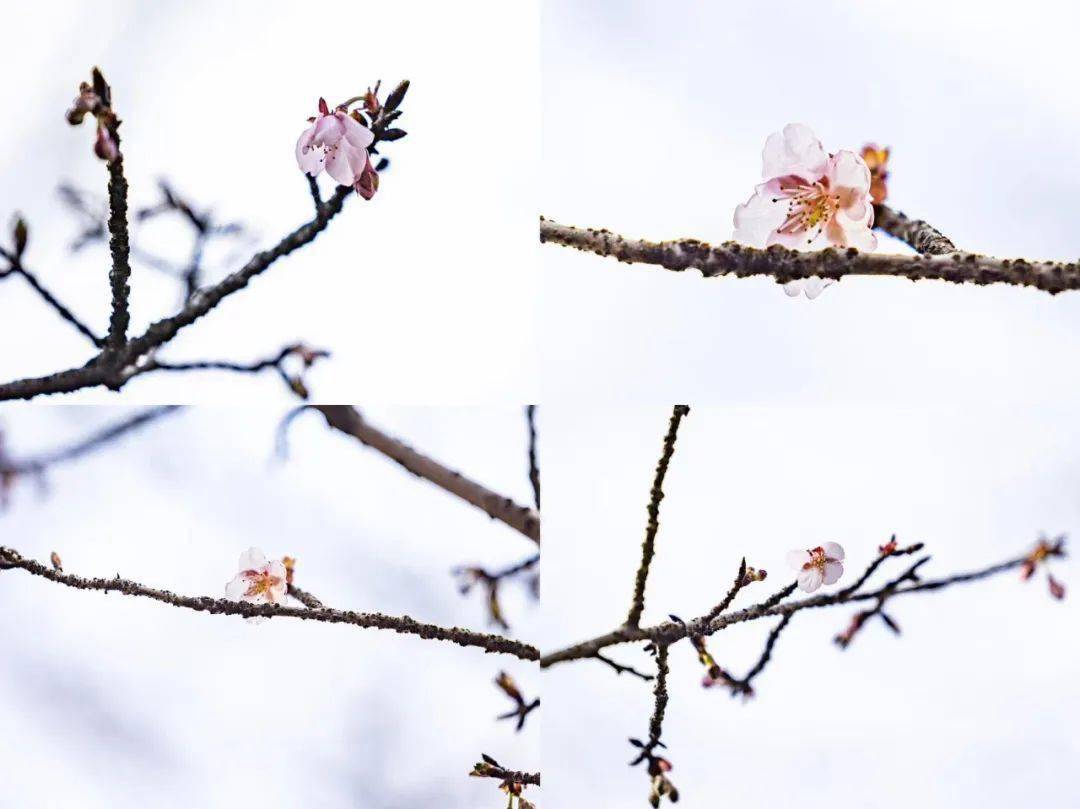 【花情预报】开啦!_樱花_无锡_图片