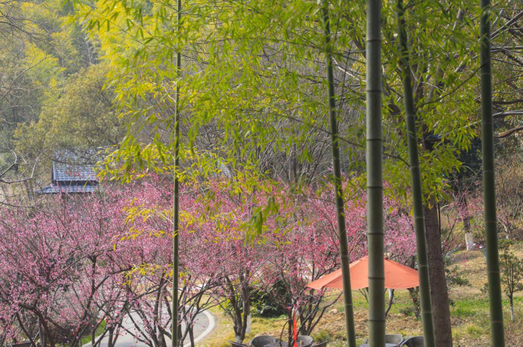 渚淦_梅花_宜兴