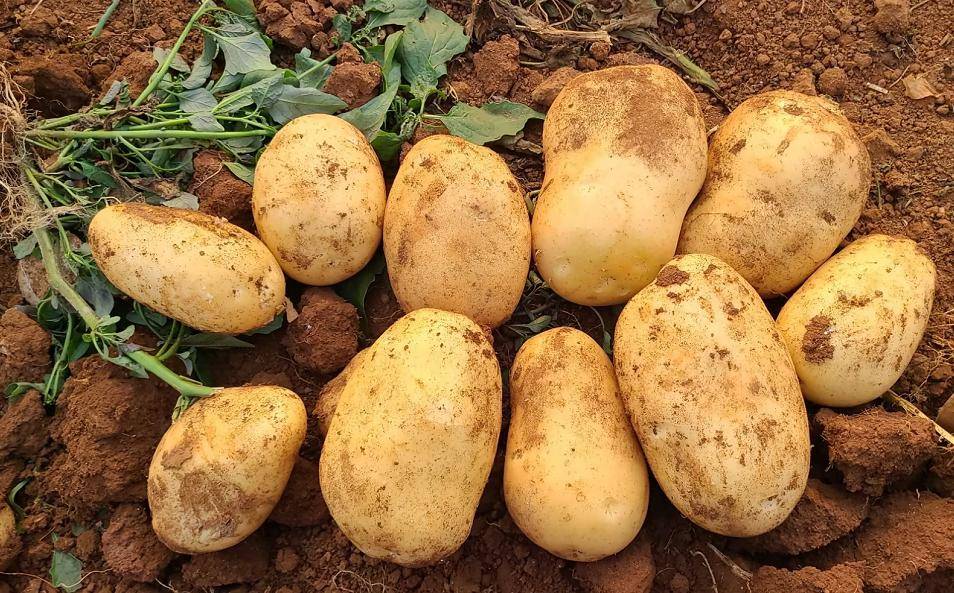 2元/斤,亩产超7000元,一亩田湛江"沃众田"马铃薯基地丰收进行时_种植