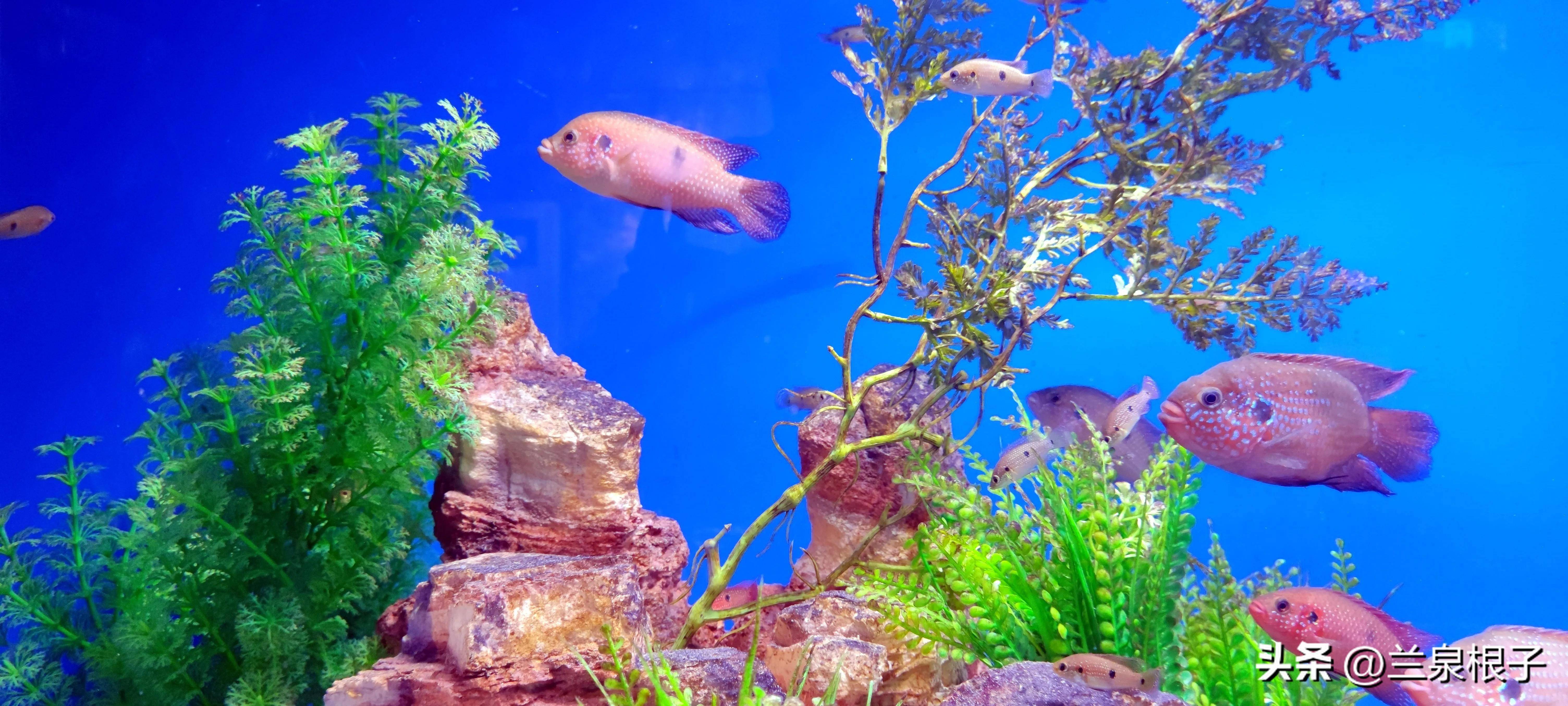 春遊蘭州野生動物園海洋館_展區_雨林_海洋生物