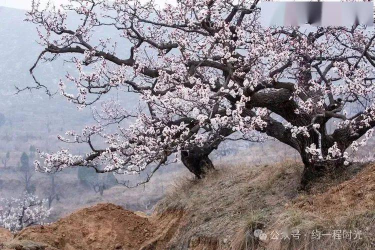 路遥:杏树下_年级_树干_带着