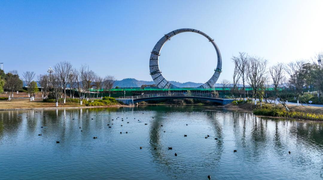 凤头潜鸭等罗纹鸭,赤嘴潜鸭,红头潜鸭,在市河东新区永盛湖春水初生