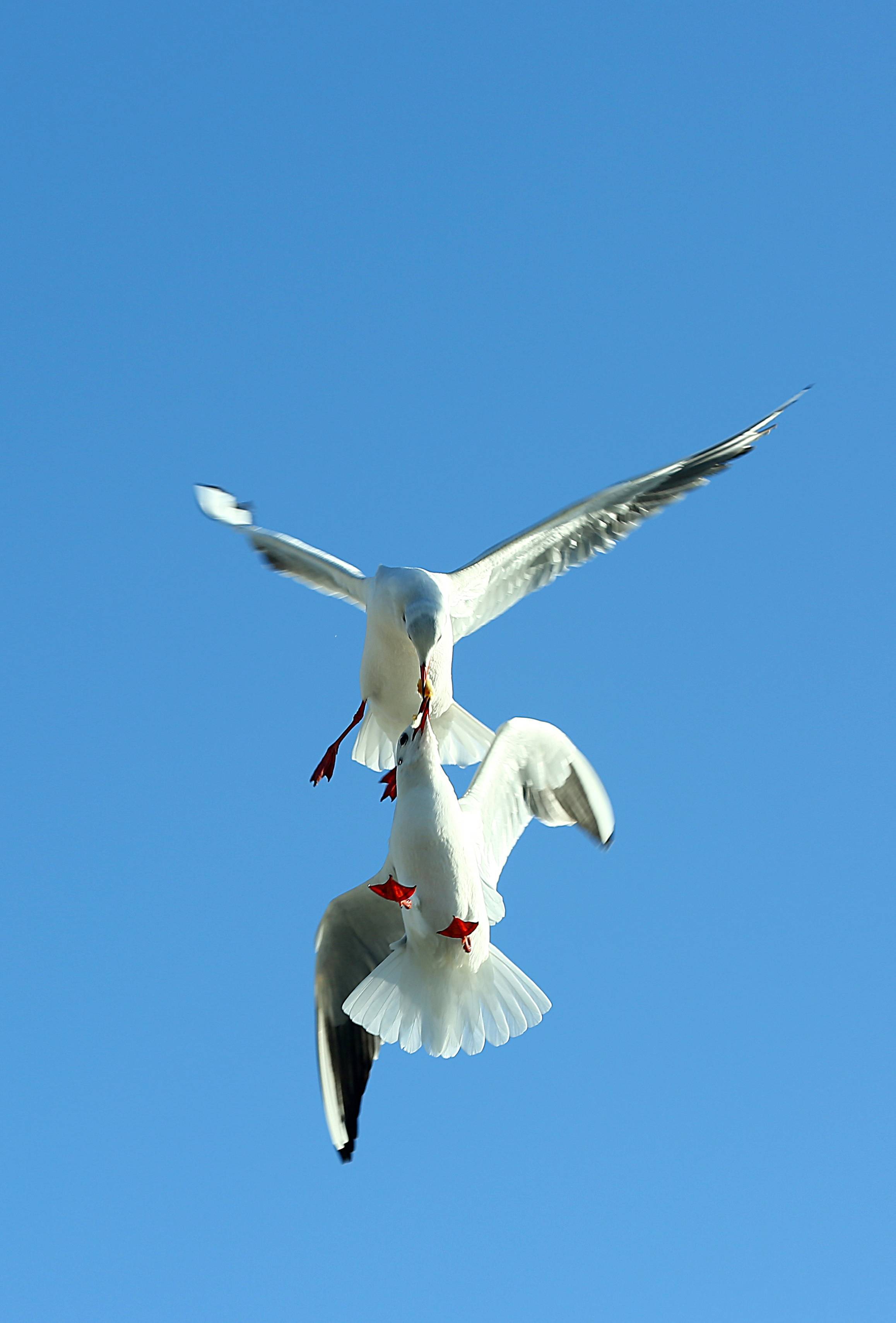 "见行见效 津彩绽放"活动参赛作品:海河上的红嘴鸥_张雷_个人_建设
