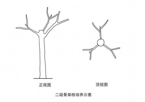 三级骨架枝培养则需要继续对二级分枝进行短截,采取同样的留枝手法