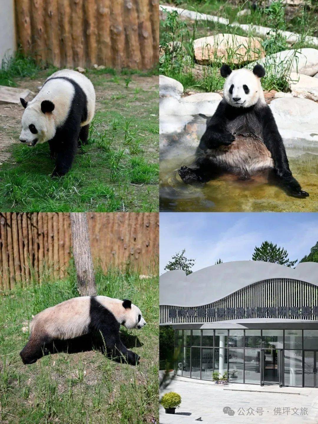 在佛坪,想看熊猫可以去两个地方,一个是熊猫谷景区.