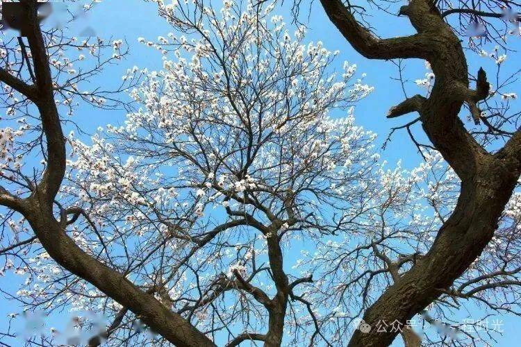 路遥:杏树下_年级_树干_带着