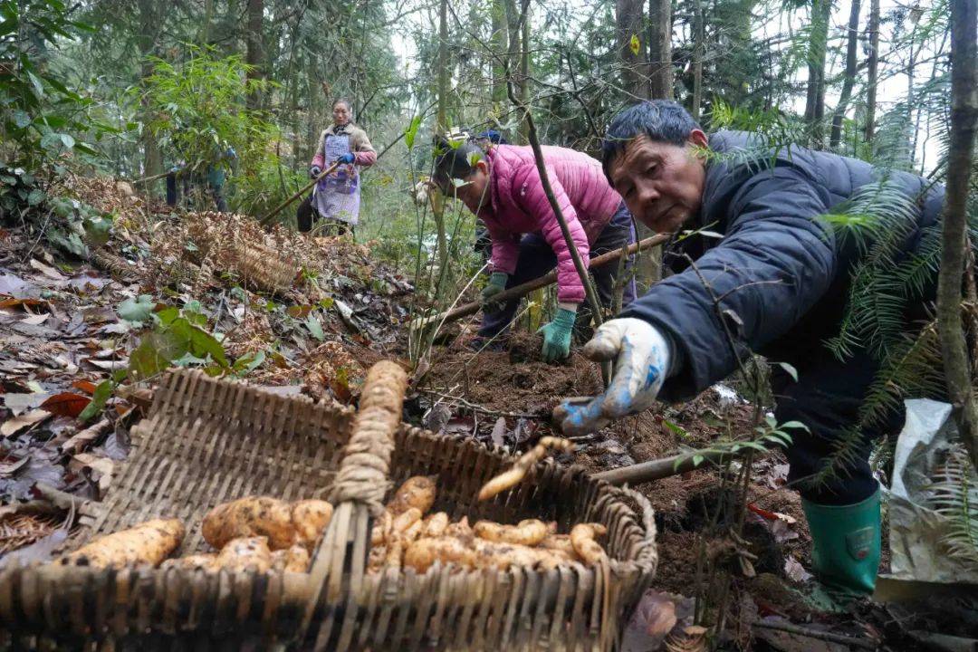 乡村行61看振兴丨红河村:林下"金疙瘩" 致富新路子_天麻_种植_发展