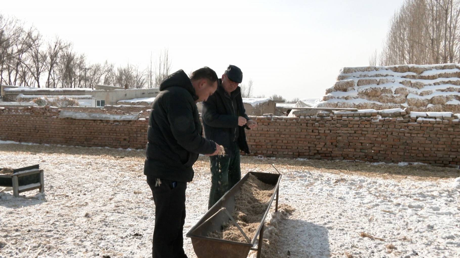 吉木萨尔:以"雪"为令 迎"寒"而上_庆阳湖乡_天气_寒潮