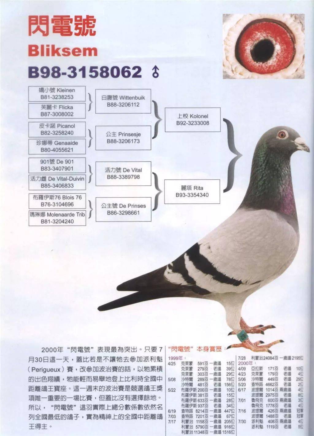 这些赛鸽种系在国内赢钱无数,只要沾血,逢赛必赢!_种鸽_比利时_后代