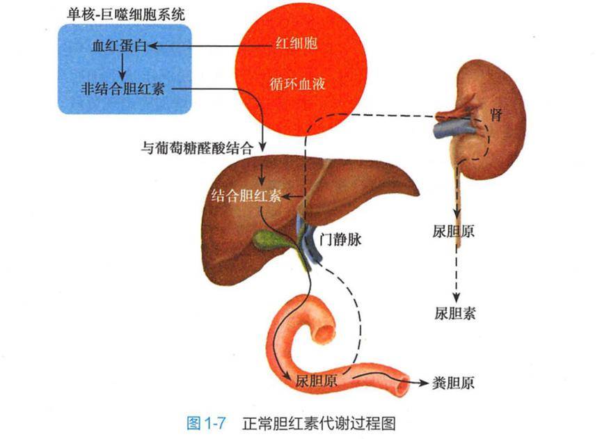 胆汁淤积样的位置图片图片