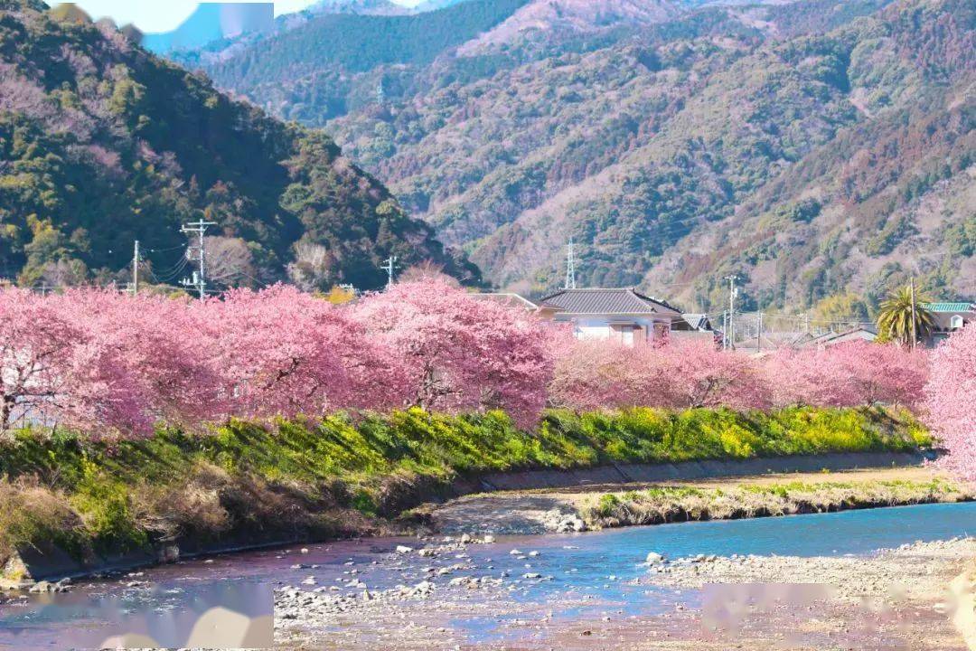 日本关西|粉樱上枝头,在京都 奈良双重赏樱胜地感受独特八重樱世界