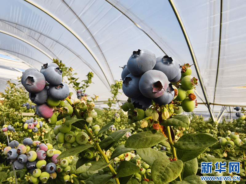 云南蒙自:蓝莓上市 农户喜获丰收_种植_陈华英_草坝镇