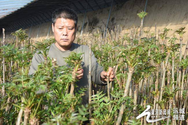 永济市韩阳镇:温室大棚里的"椿"天故事_香椿_种植_农户