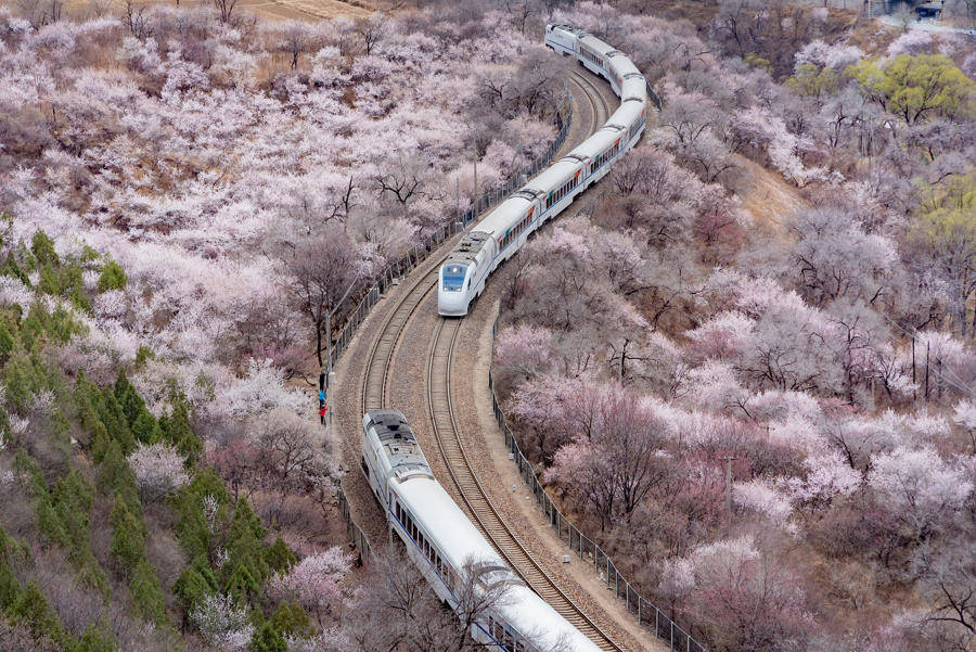 踏上"开往春天的列车",带你穿越烂漫花海_油菜花_桃花_火车
