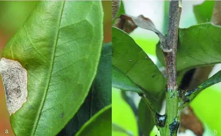 【果技精选】柑橘开春后管理,这样做对可以节约成本