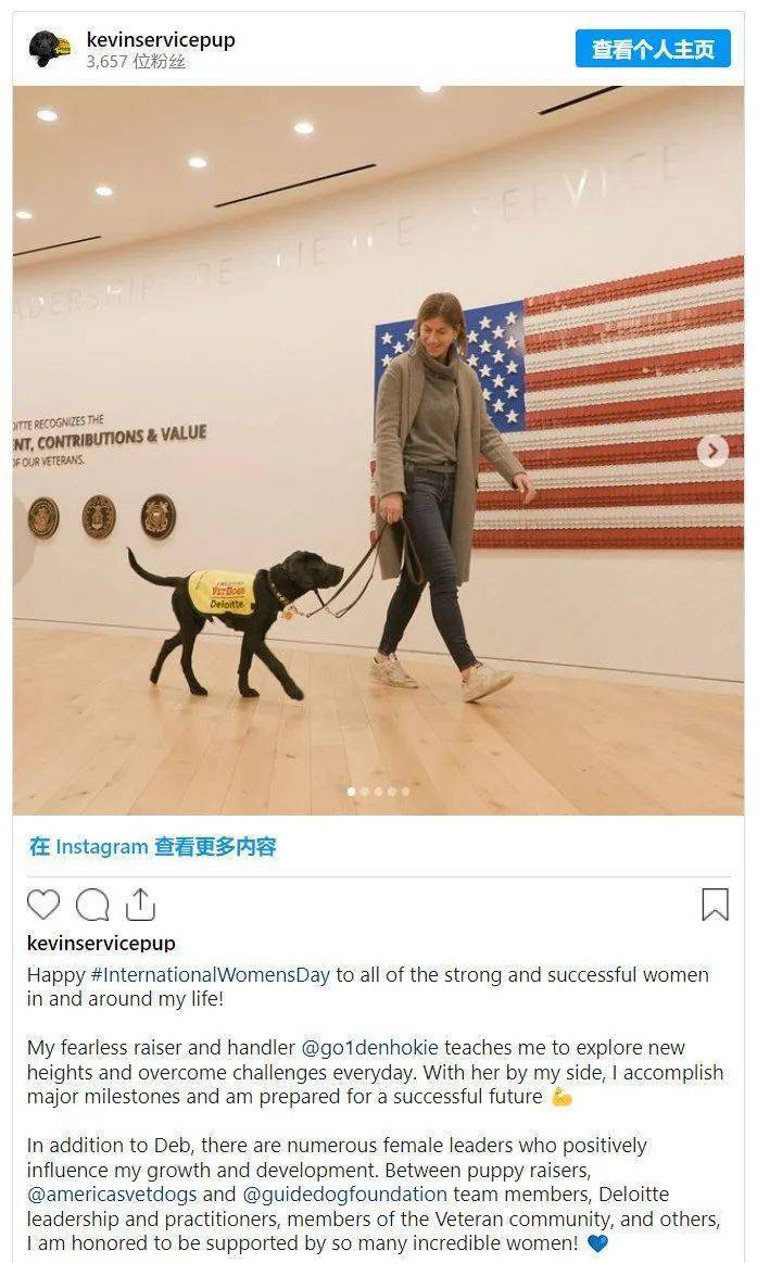 德勤开始养狗了_kevin_训练_美国的