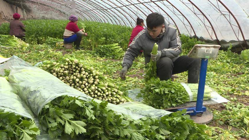 2月18日,走进疏附县兰干镇玉吉米力克村蔬菜大棚,阵阵蔬菜清香扑面